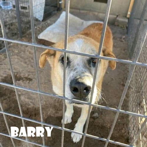 Barry, adoptable senior Saint Bernard in Vail, AZ