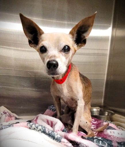 Photo of Little Dude, adoptable senior Chihuahua in Los Angeles, California
