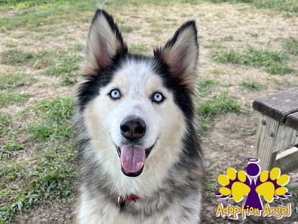 Photo of Avander, adoptable senior dog in Georgetown, Texas