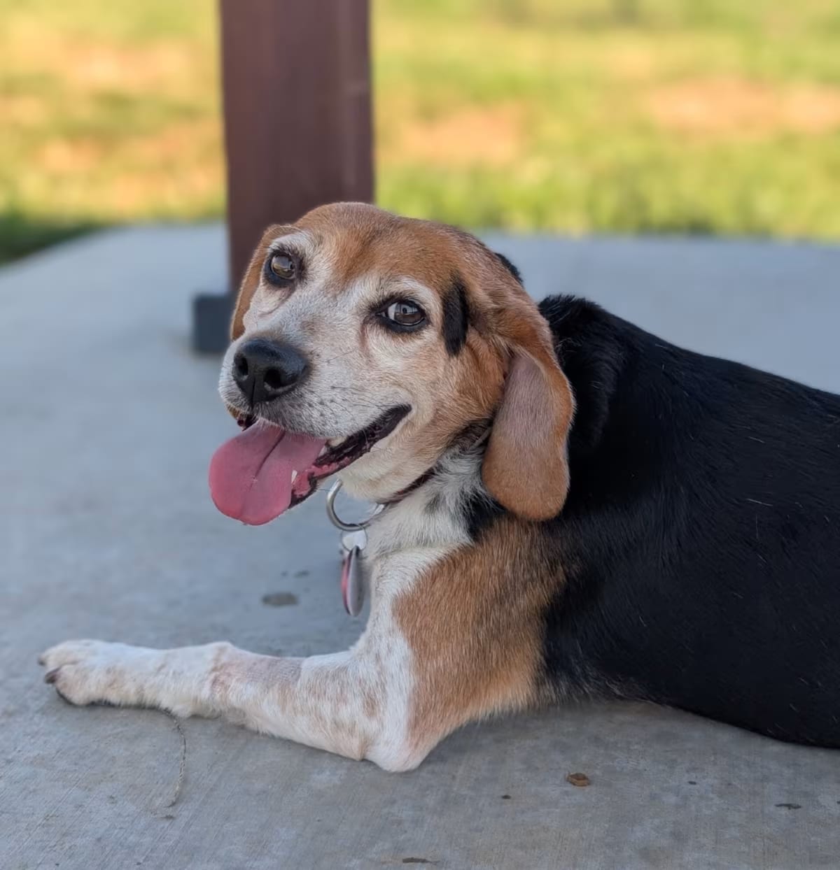 Photo of Barney, adoptable senior Beagle/Mixed Breed (Medium) in Los Angeles, California