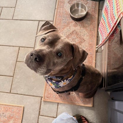 Photo of Oldie B Goodie, adoptable senior dog in Atlanta, Georgia