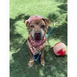 Photo of Frida, adoptable senior American Staffordshire Terrier in Chatsworth, California