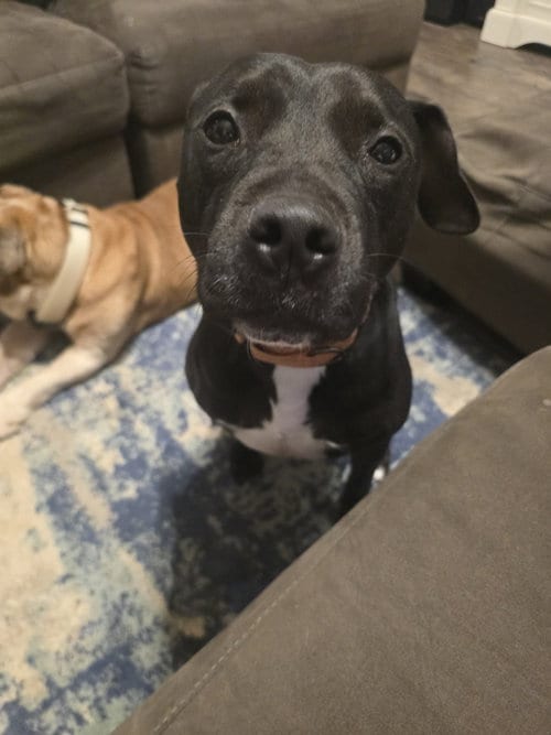 Roux B, adoptable senior Black Labrador Retriever in Rosenberg, TX