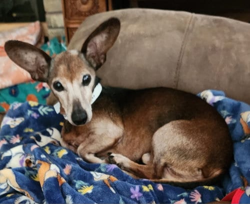 Photo of Simon, adoptable senior Dachshund in Humble, Texas