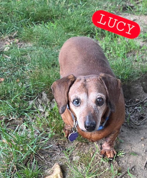 Photo of Lucy, adoptable senior Dachshund in Taunton, Massachusetts