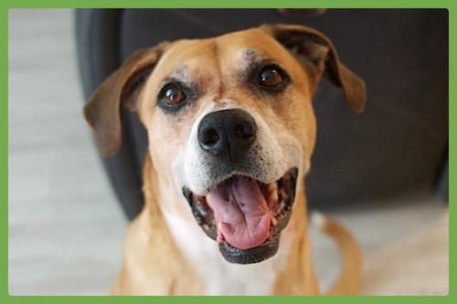 Photo of Denim, adoptable senior Boxer in Amherst, Massachusetts