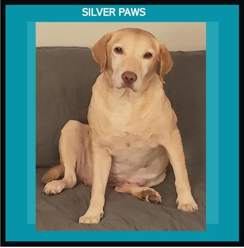 Photo of Petunia, adoptable senior Yellow Labrador Retriever in Royal Palm Beach, Florida