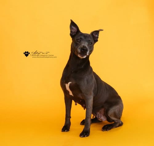 Photo of Chyanne, adoptable senior Pit Bull Terrier in Rockwall, Texas
