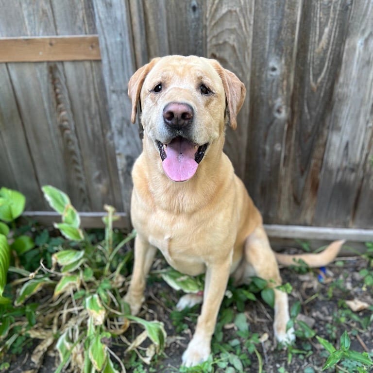 Photo of Sbubby D12837, adoptable senior Retriever, Yellow Labrador in Princeton area, Minnesota