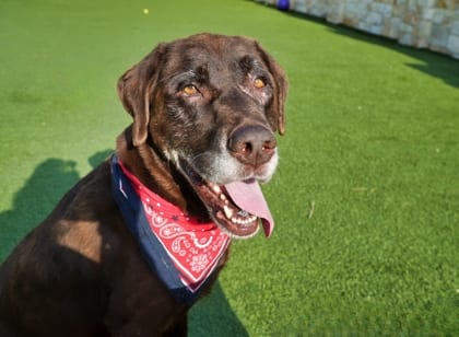 Photo of Piper, adoptable senior Retriever, Labrador/Mix