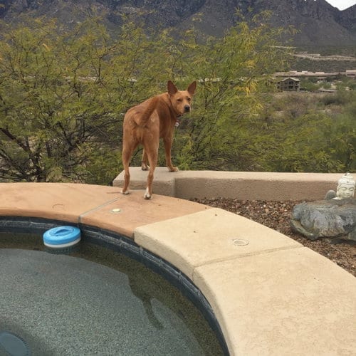 GYPSY, adoptable senior Carolina Dog in Oro Valley, AZ