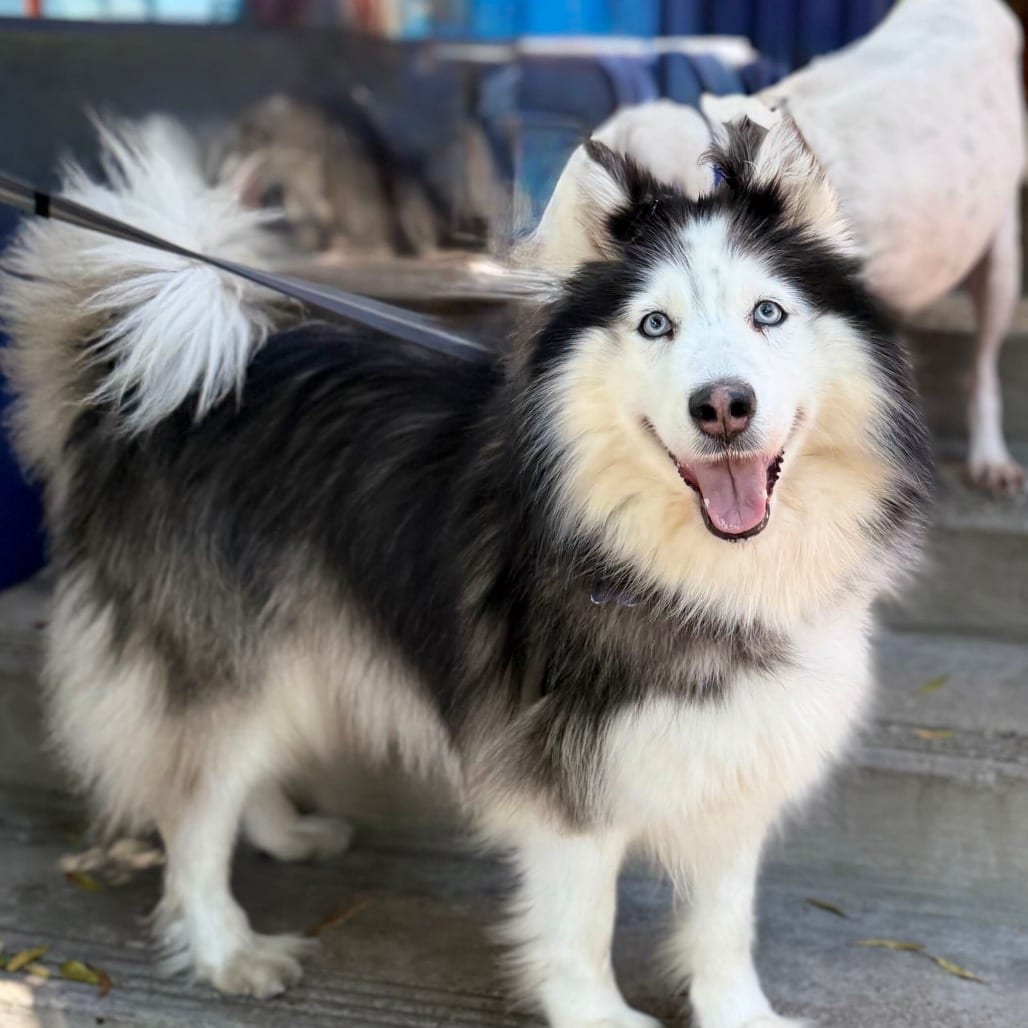 Photo of Camilla, adoptable senior Husky / Mixed Breed (Medium) in San Francisco, California