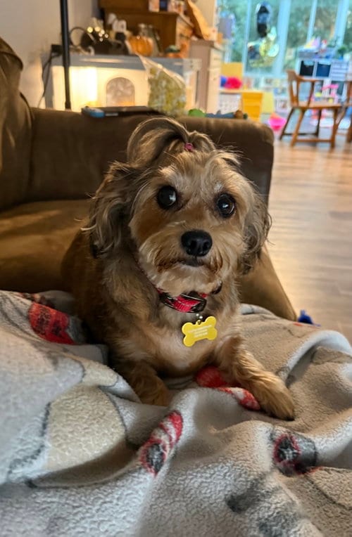 Photo of Penny, adoptable senior Chihuahua in Cedar Rapids, Iowa