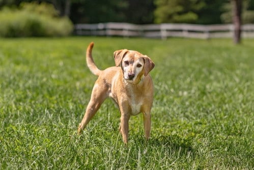 Photo of Twain, adoptable senior Yellow Labrador Retriever in Landenberg, Pennsylvania