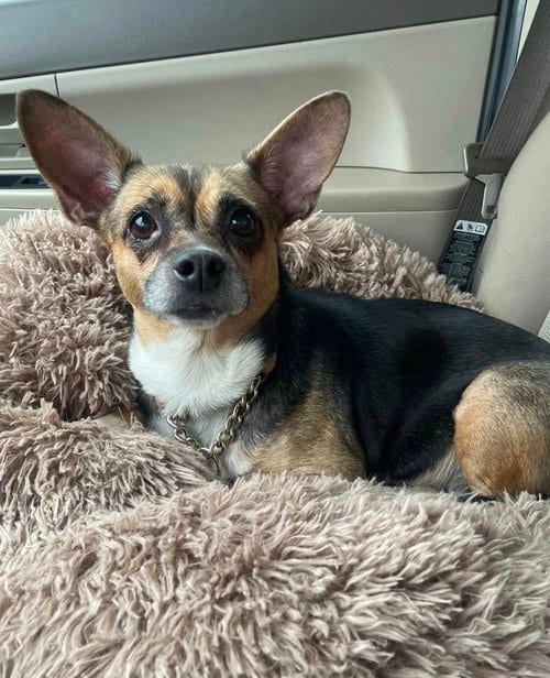 Photo of Wheezy, adoptable senior Corgi in Chester, New Jersey