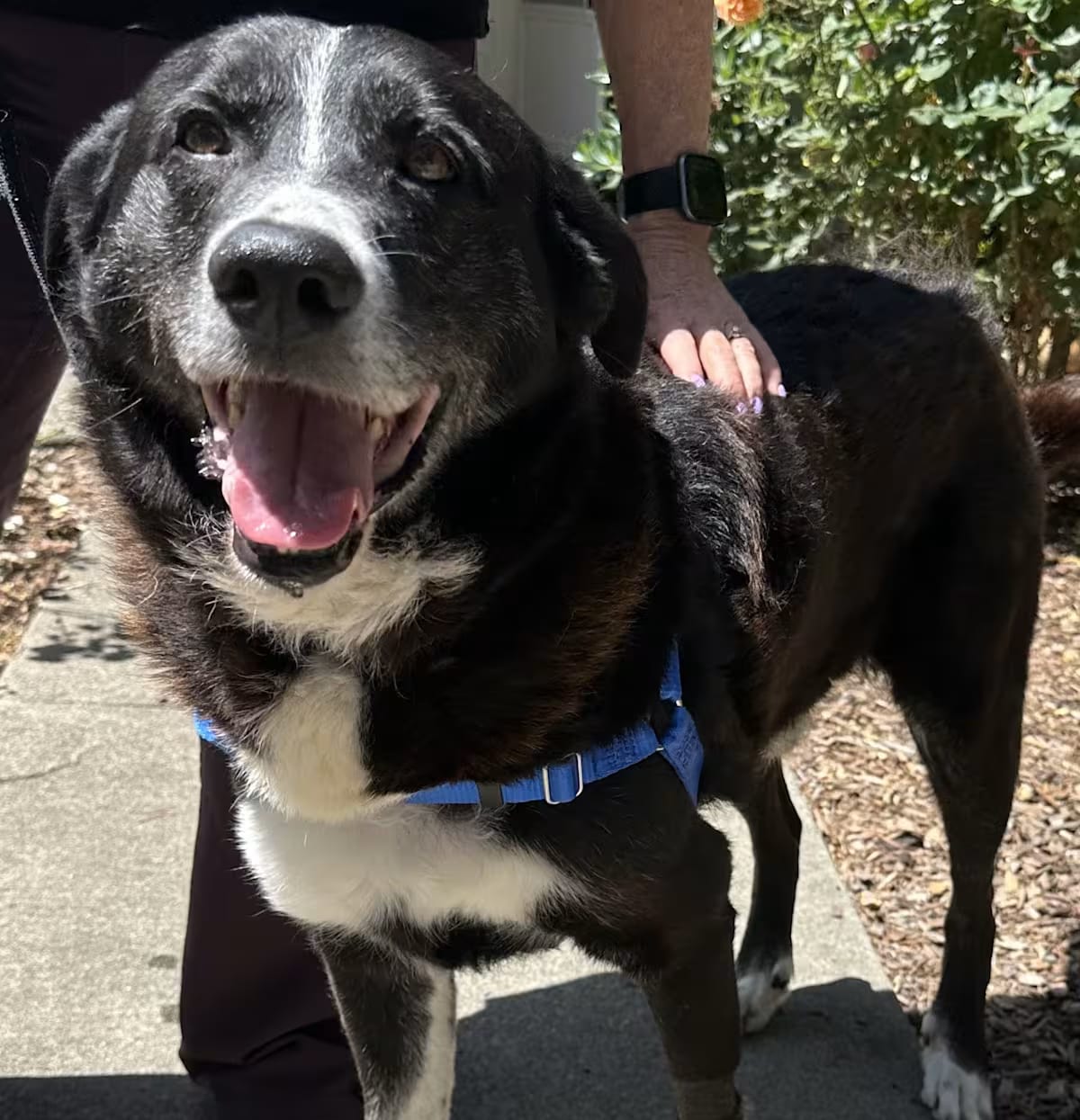 Photo of Max, adoptable senior Border Collie Great Pyrenees in Petaluma, California