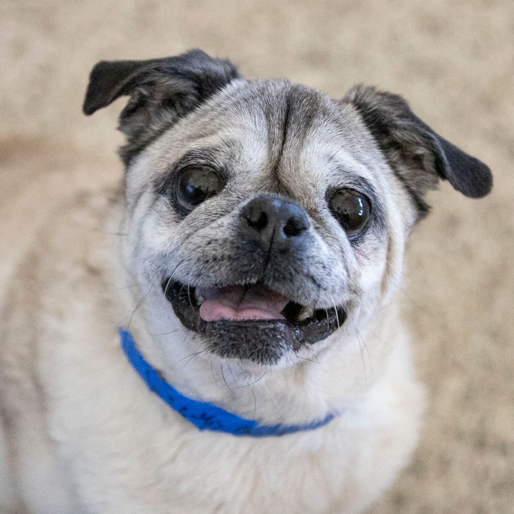 Photo of Bohdi (JA26-40), adoptable senior Pug in Colorado Springs, Colorado