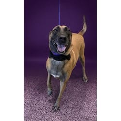 Photo of Ruby, adoptable senior Belgian Malinois in Doral, Florida