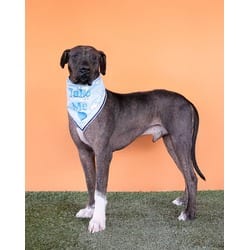 Photo of Guevito, adoptable senior Mastiff in Doral, Florida