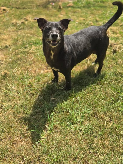 Photo of Scottie, adoptable senior Terrier in Crandall, Georgia