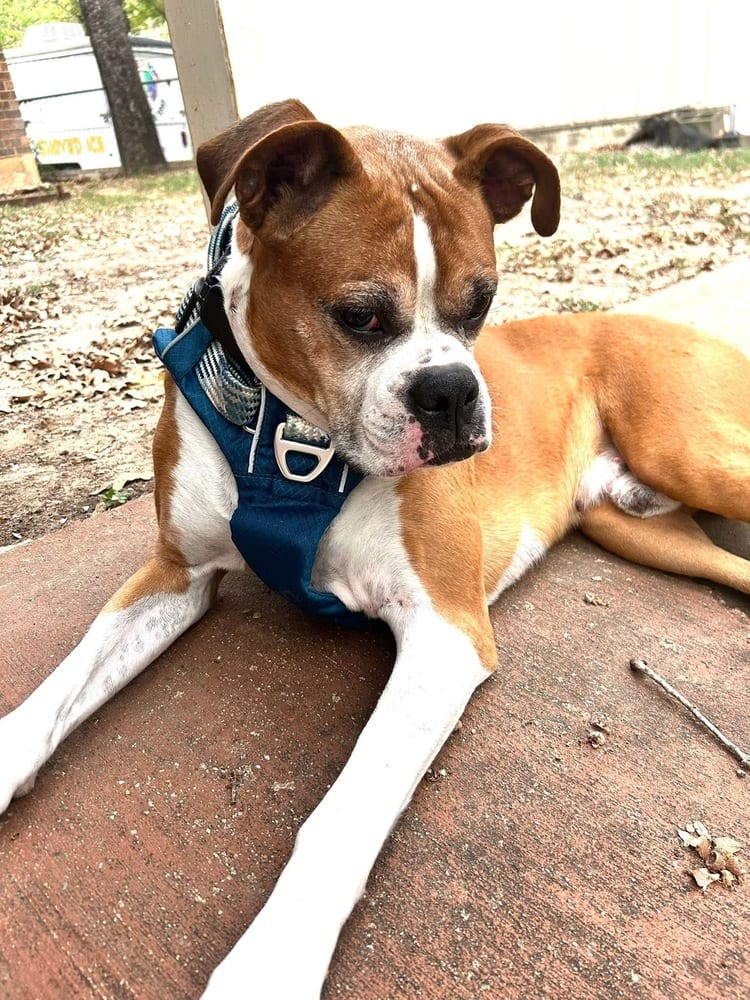 Photo of Bentley II, adoptable senior Boxer in Austin, Texas