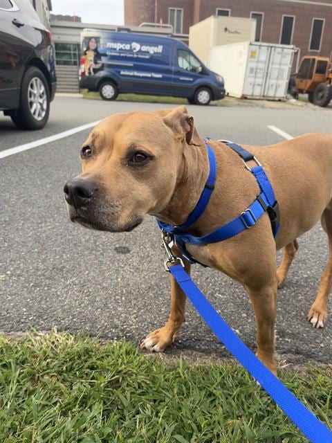 Photo of Maple, adoptable senior Labrador Retriever in Boston, Massachusetts