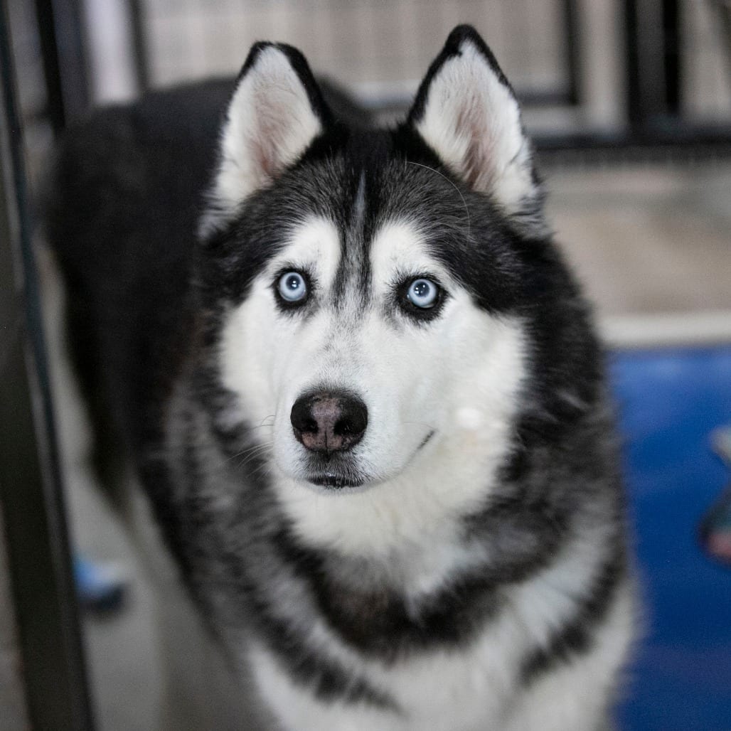 Photo of Oliver (F26-09), adoptable senior Husky in Colorado Springs, Colorado