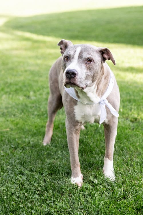 Photo of Betty Boop, adoptable senior Pit Bull Terrier in Crete, Illinois