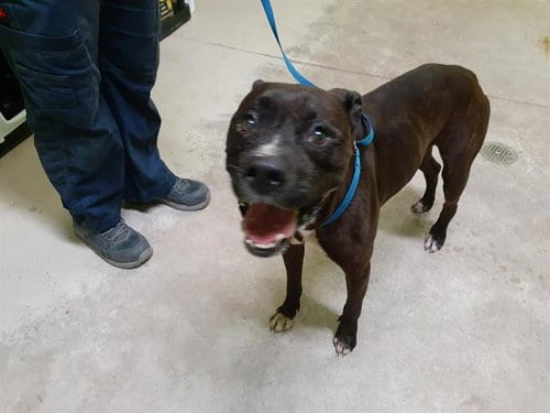 BRONSON, adoptable senior Bulldog in Green Cove Springs, FL