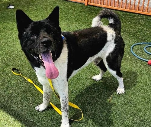 Photo of Rex, adoptable senior Akita in Las Vegas, Nevada