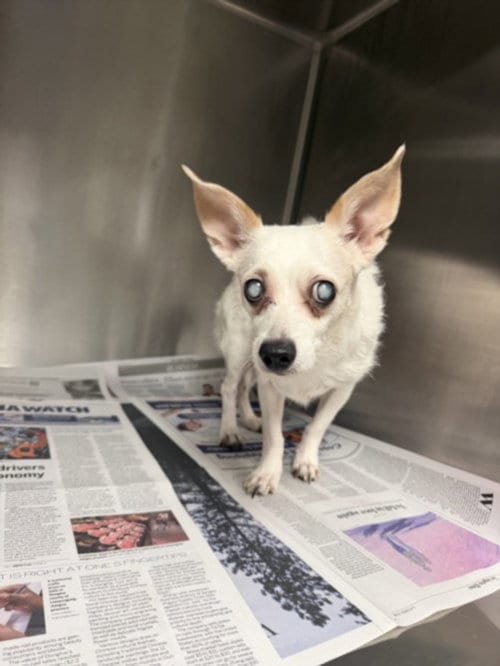 Photo of Snow White, adoptable senior Chihuahua in Van Nuys, California