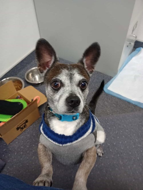 Photo of Louis, adoptable senior Chihuahua in Visalia, California