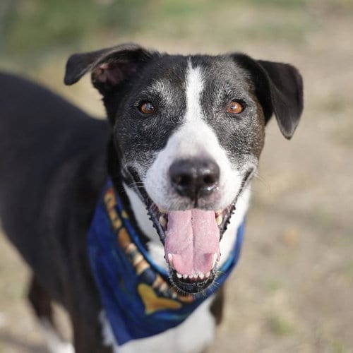 Photo of Finn, adoptable senior Husky in San Antonio, Texas
