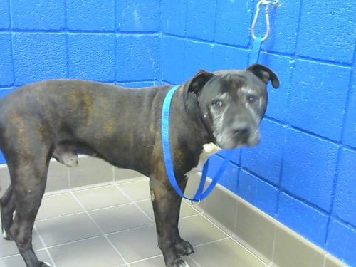 Photo of Moomoo, adoptable senior American Pit Bull Terrier in Albuquerque, New Mexico