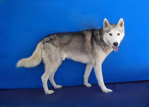Photo of Simba, adoptable senior Siberian Husky in Baldwin Park, California