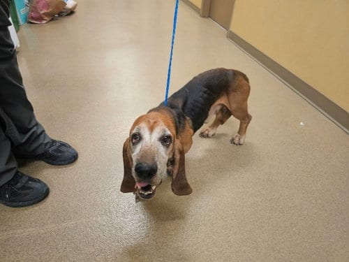 Photo of Doc, adoptable senior Basset Hound in Grapevine, Texas