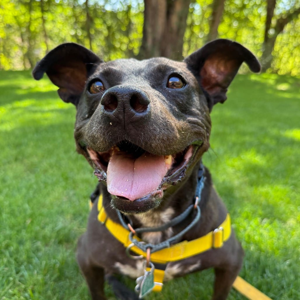 Photo of Bea Arthur, adoptable senior Terrier, Pit Bull / Mix in Kanab, Utah