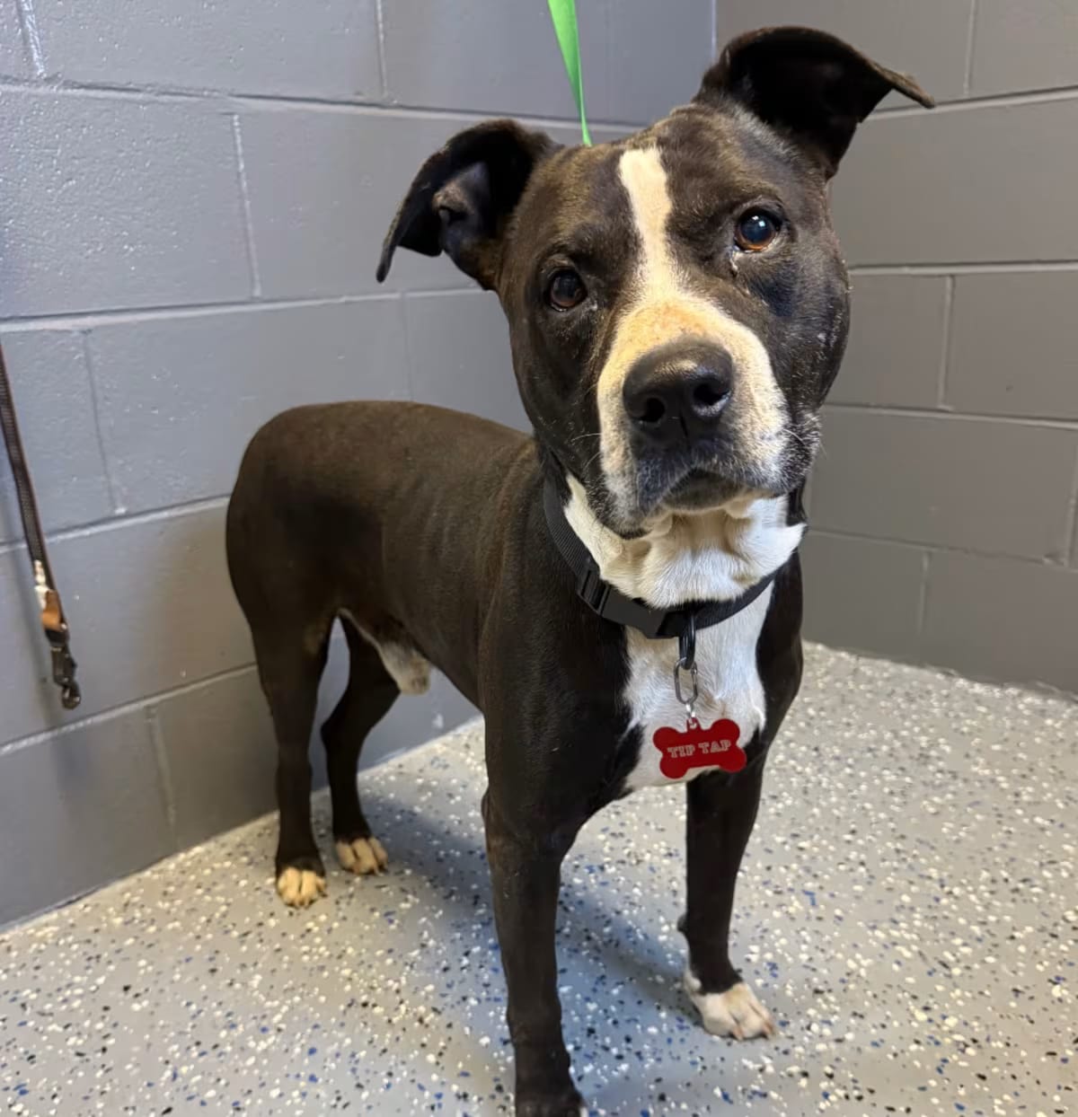 Photo of Tip Tap, adoptable senior American Pit Bull Terrier/Mixed Breed (Medium) in Tuscaloosa, Alabama