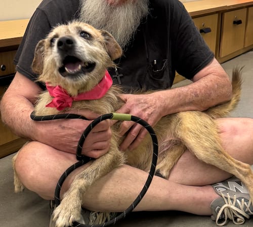 Photo of Ruffles, adoptable senior Australian Shepherd in Atlanta, Georgia