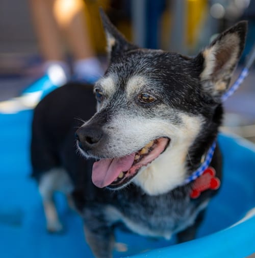 Photo of Willow (Chihuahua), adoptable senior Chihuahua in San Diego, California