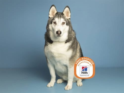Photo of Slick, adoptable senior Husky in Phoenix, Arizona