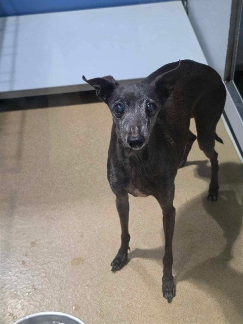 Photo of Coco, adoptable senior Italian Greyhound in St Peters, Missouri