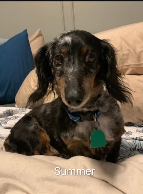 Photo of Summer, adoptable senior Dachshund in Sioux Falls, South Dakota