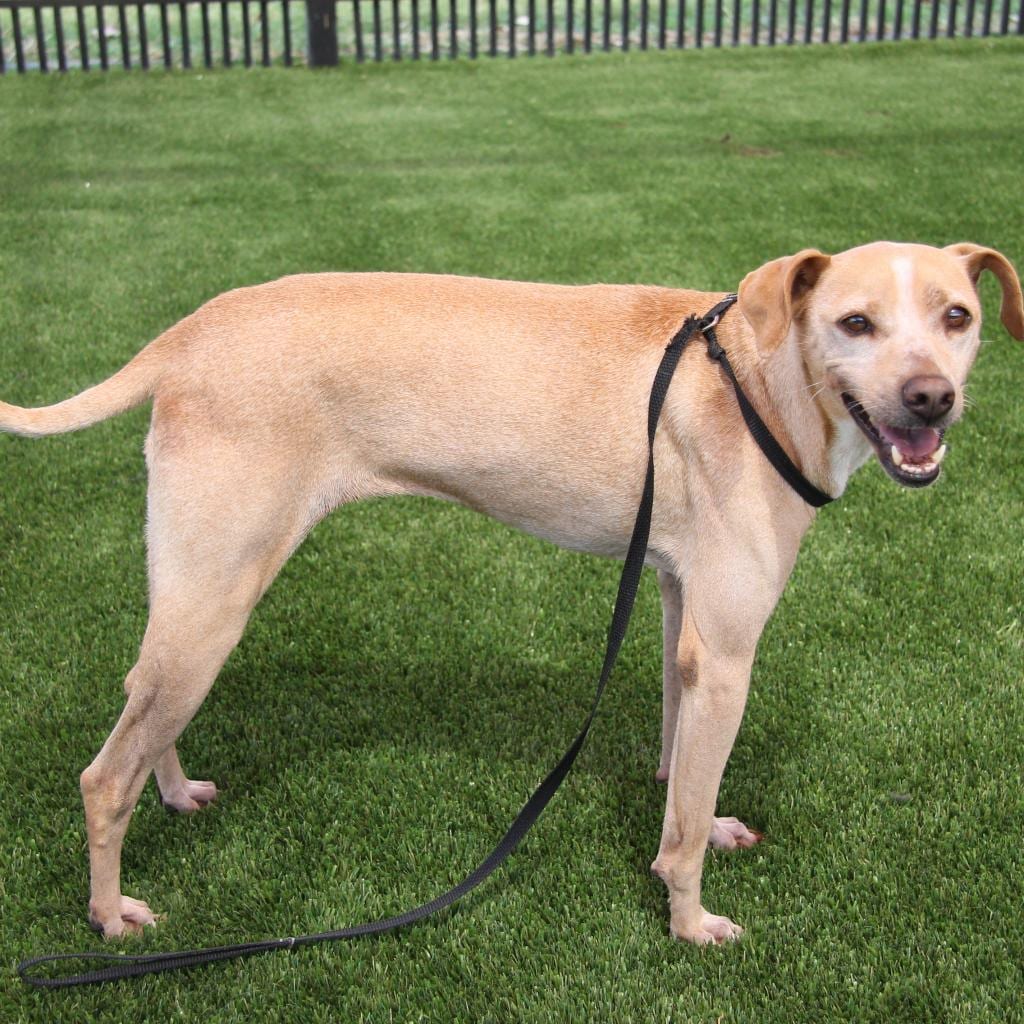 Photo of Gus Gus, adoptable senior Chinese Shar-Pei / Mix in San Antonio, Texas