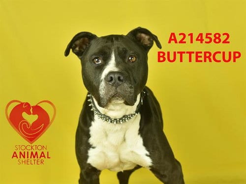 Photo of Butters, adoptable senior Pit Bull Terrier in Stockton, California