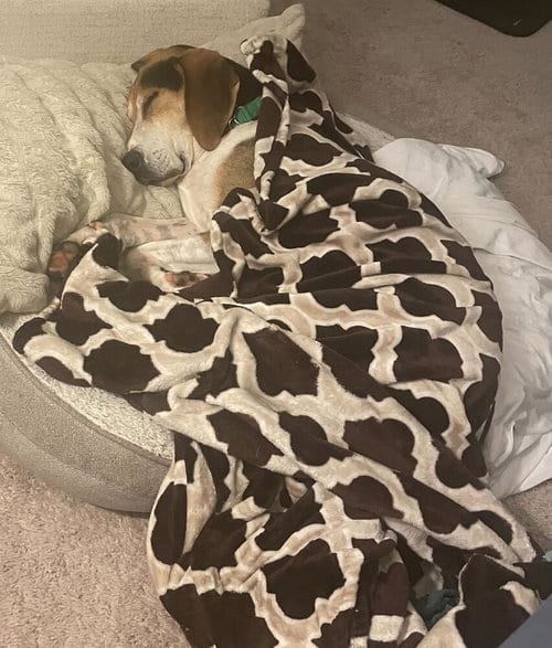 Photo of Huck, adoptable senior Hound in Greenbelt, Maryland