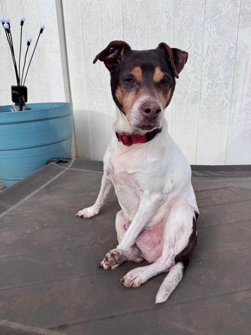 Photo of Woodford, adoptable senior Rat Terrier in Greenville, South Carolina