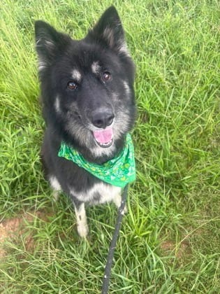 Photo of Kynzye, adoptable senior dog in Chamblee, Georgia