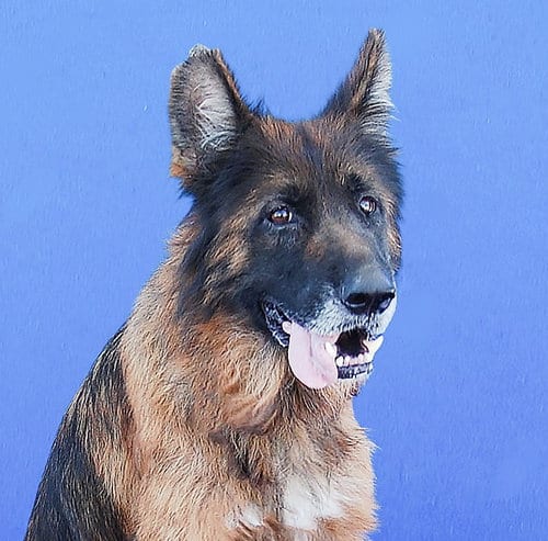 Photo of Strawberry, adoptable senior German Shepherd Dog in Pasadena, California
