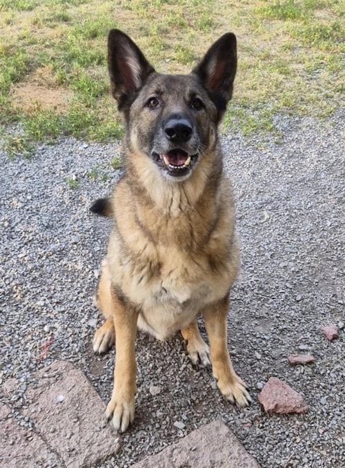 Photo of Bear, adoptable senior German Shepherd Dog in Baltimore, Maryland